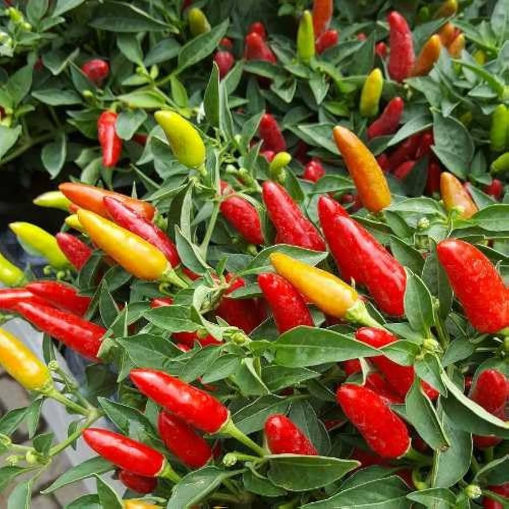Pequin Chili Seeds for Planting - Vegetable Garden Starter