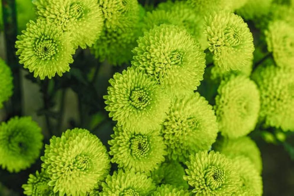 Green and White Chrysanthemum Flower Seeds for Planting Heirloom Non-GMO Seeds