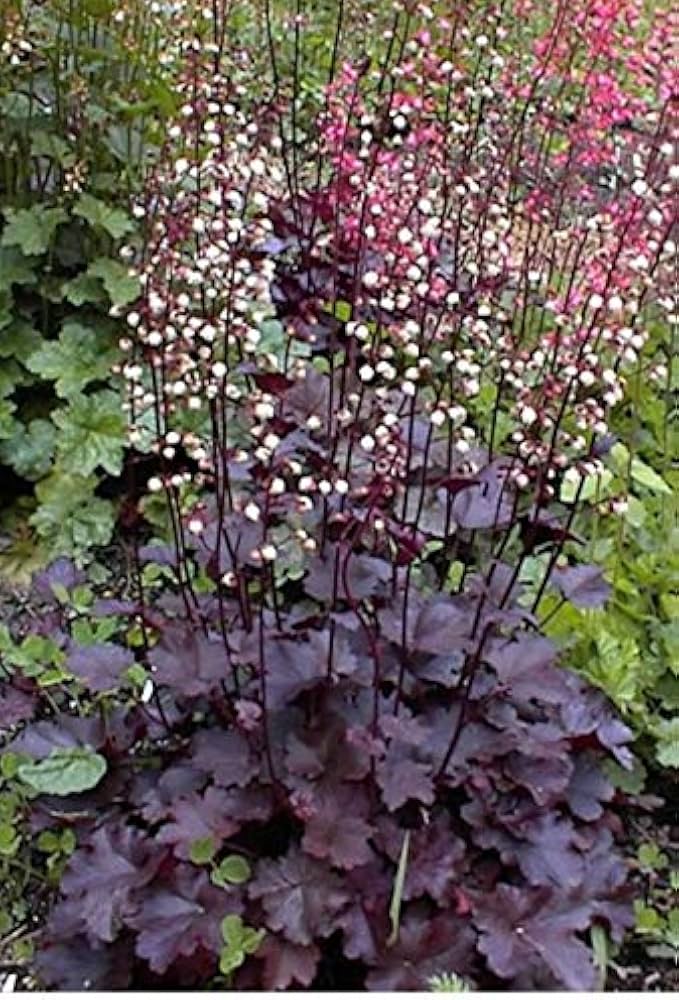 Purple Heuchera Heuchera micrantha Palace Purple Seeds for Planting shade garden borders