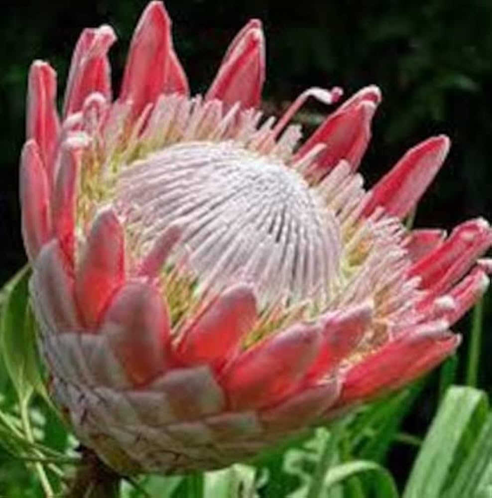 Evergrowseeds Leucospermum cordifolium protea flower seeds in 20-pack, ready for planting or garden cultivation.