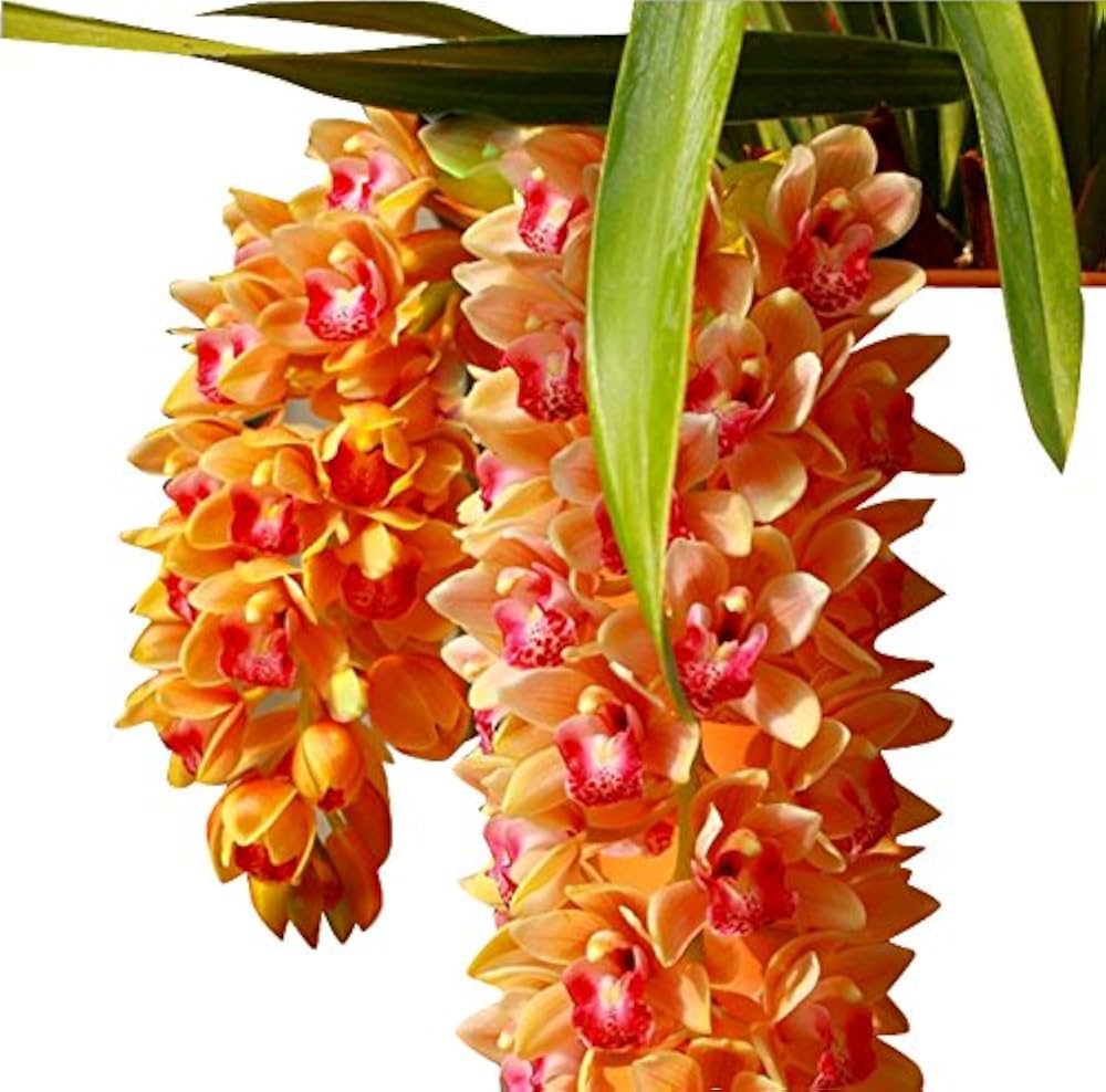 Orange Cymbidium Orchid Seeds - Elegant Blooms for Planting