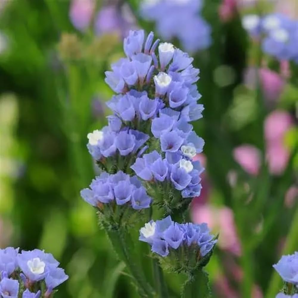 Limonium Seeds for Planting Limonium spp. for flower beds and decorative gardens - Evergrowseeds
