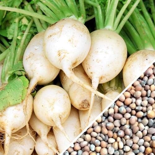 Hailstone Radish Seeds for Small, Crisp, White Radishes