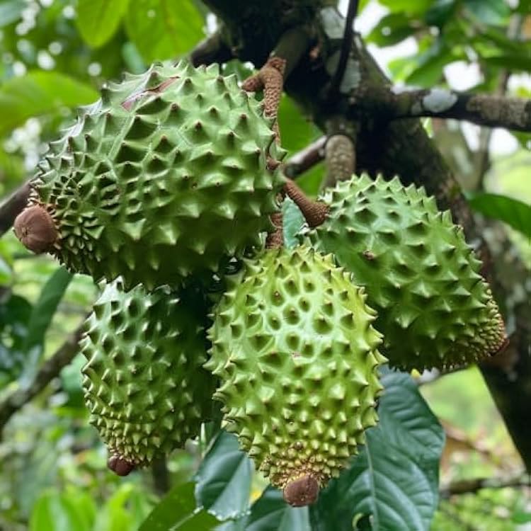 Giant Soursop Planting Seeds for Growing Exotic Fruit - Premium Quality, Easy to Grow
