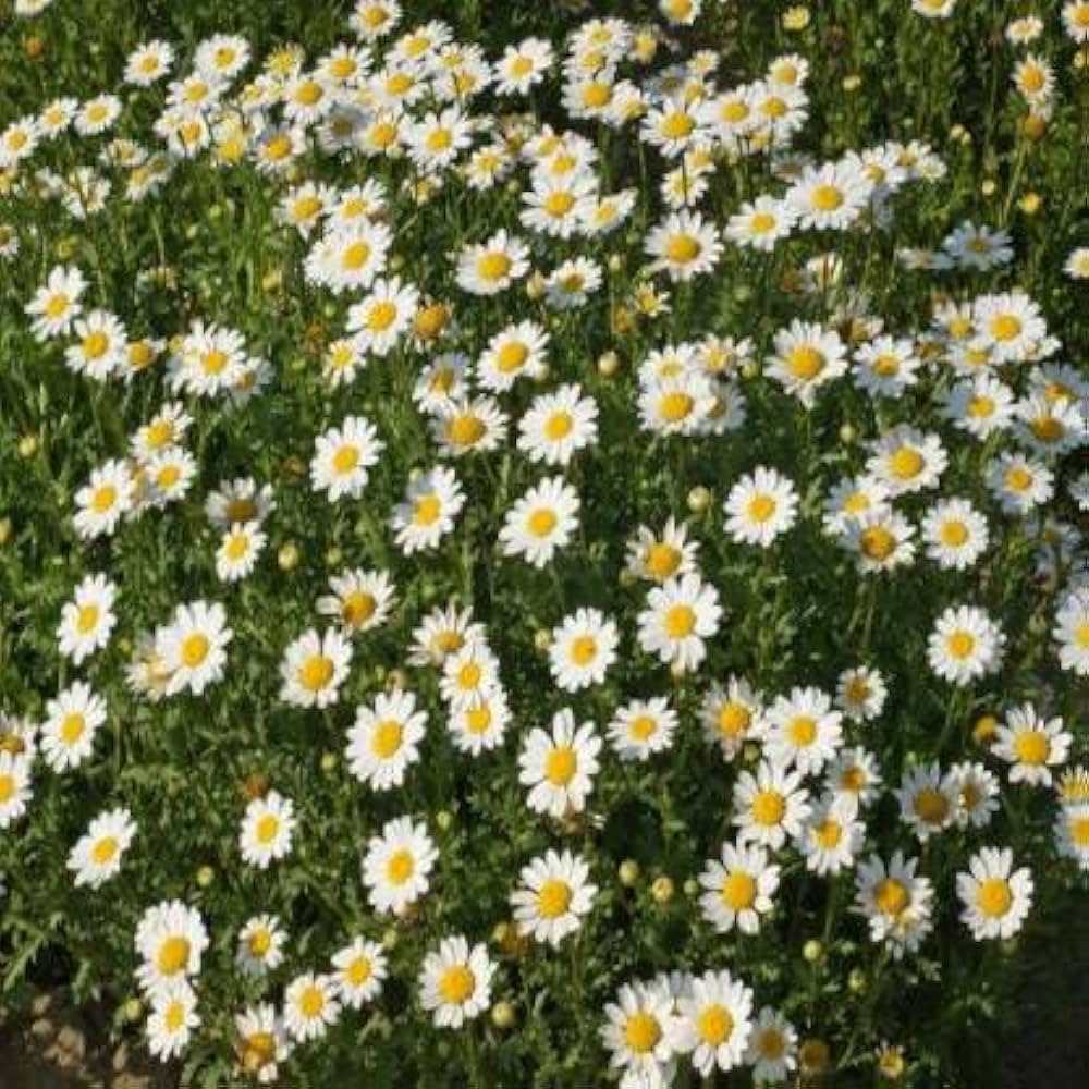 Leucanthemum Flower seeds for Planting - Vibrant Colors, Heirloom & GMO Free Seeds for Home Garden