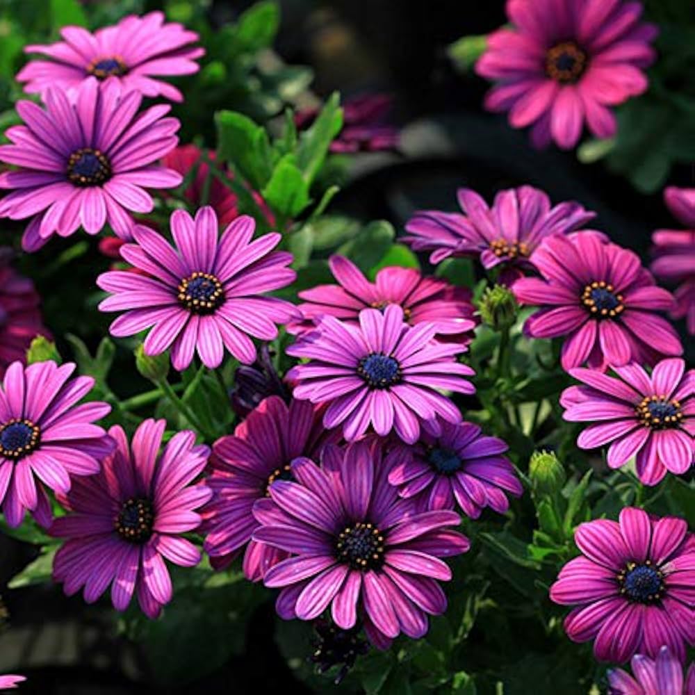 African Blue Eyed Daisy Seeds – Rare Osteospermum Flower