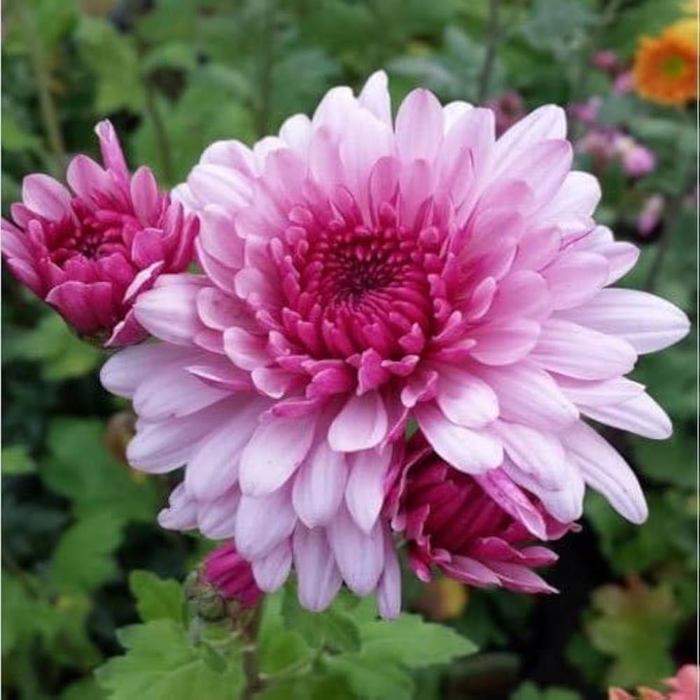 Rare Pink Chrysanthemum Flower seeds for Planting - Drought Tolerant, Heirloom & GMO Free Seeds for Home Garden