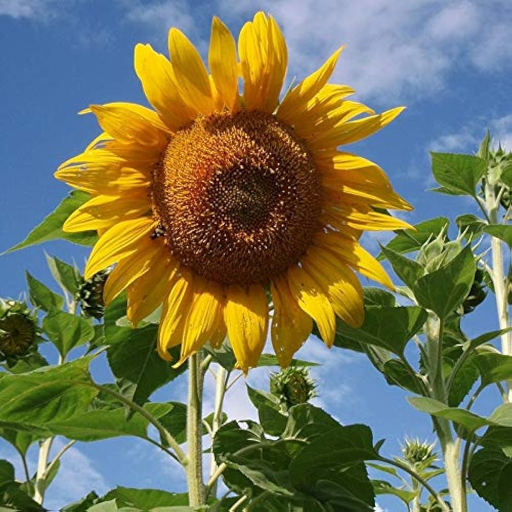 Dwarf Sunflower Seeds – Miniature Sonnenblumen Series (40cm Height)