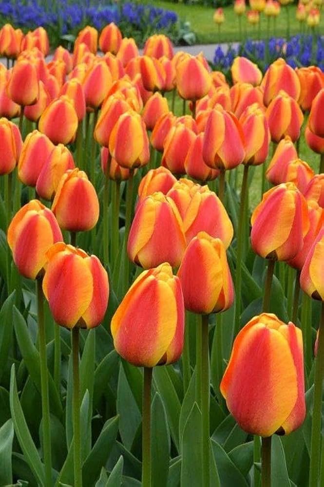 Tulip Yellow Red Flower seeds for Planting - Premium Quality, Heirloom & GMO Free Seeds for Home Garden