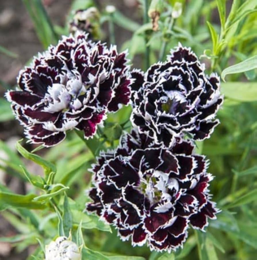 Dianthus Chianti Clove Flower seeds for Planting - Wildflower Mix, Heirloom & GMO Free Seeds for Home Garden