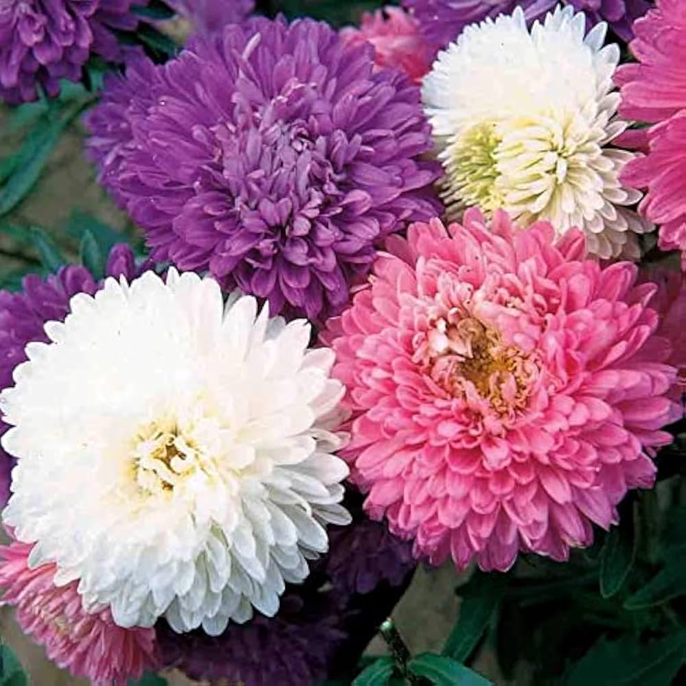 Ostrich Plume Aster Seeds – Cut Flower Mix Annual with Feathery Blooms