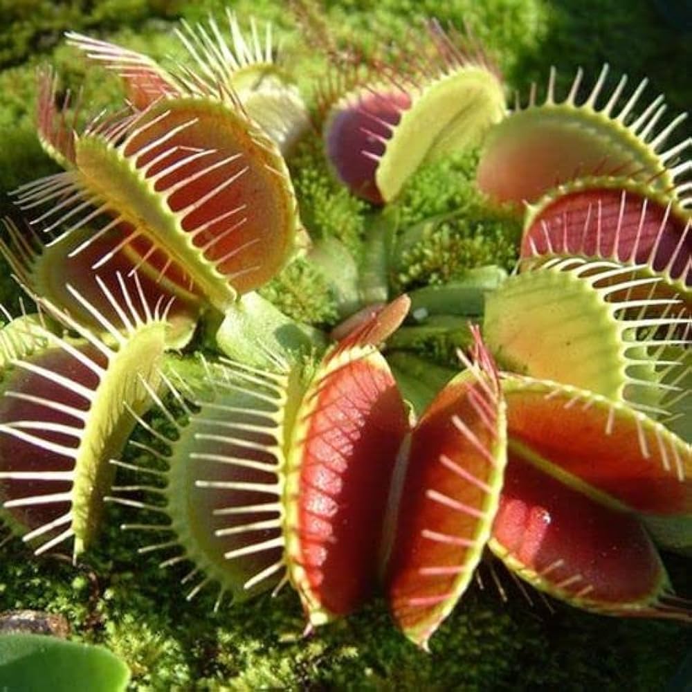 Mosquito Carnivorous Flower seeds for Planting - Sun Loving, Heirloom & GMO Free Seeds for Home Garden