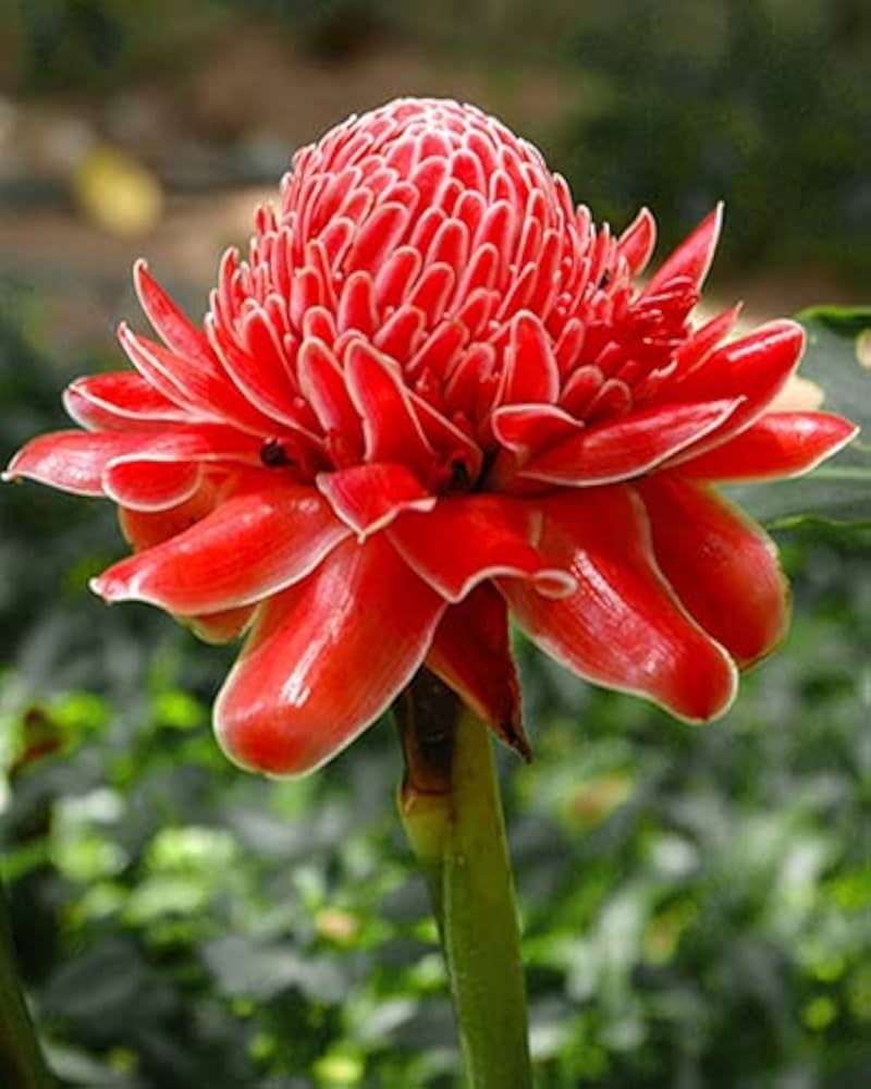 Pink Etlingera Flower seeds for Planting - Easy to Grow, Heirloom & GMO Free Seeds for Home Garden