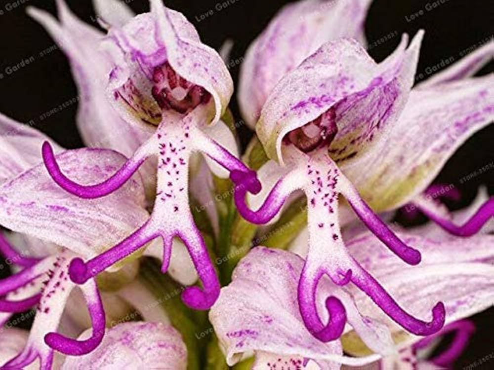Evergrowseeds Monkey Face Orchid Psychopsis flower seeds for planting in orchid garden, showcasing vibrant orchid seed packets.
