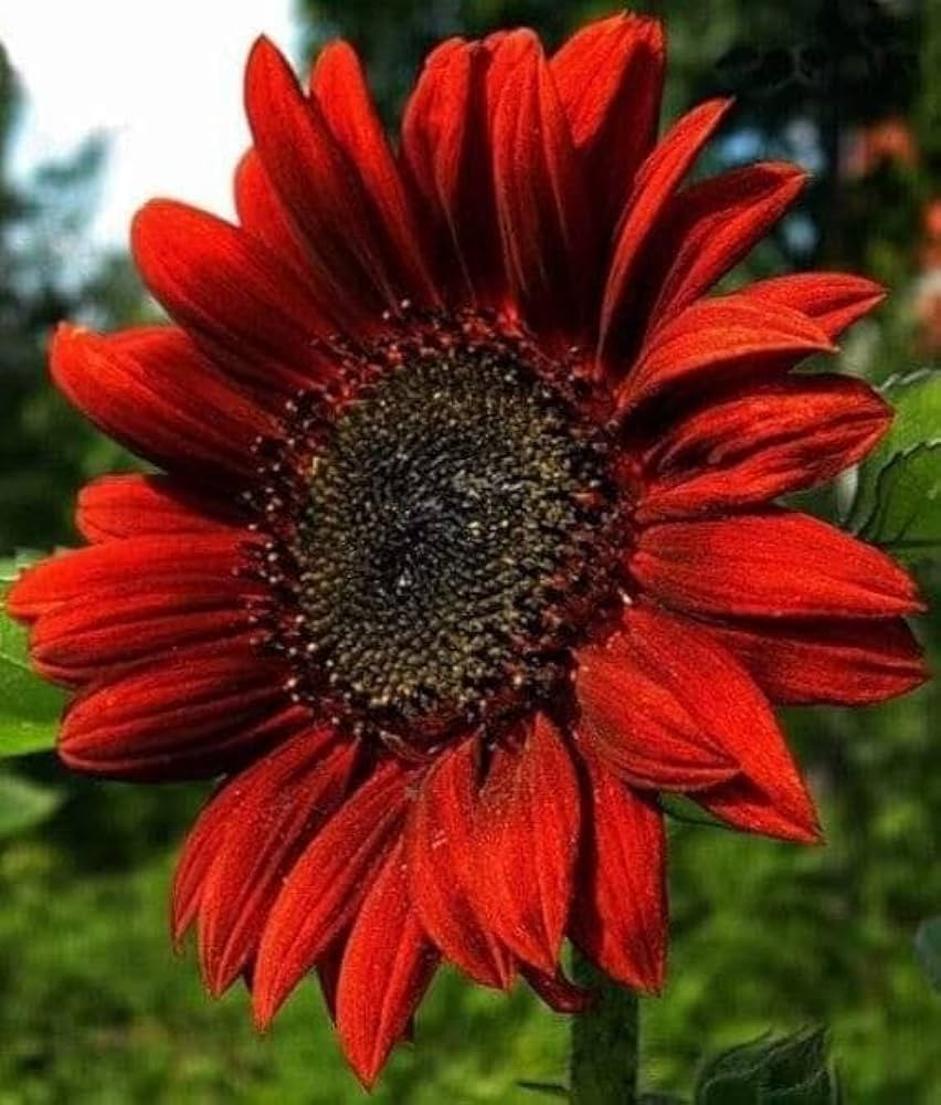 Red Mini Sunflower Seeds for Garden Planting