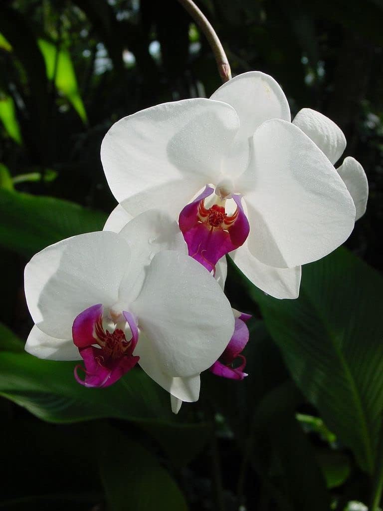 White Butterfly Orchid Flower seeds for Planting - Long Bloom Season, Heirloom & GMO Free Seeds for Home Garden
 
 Sale seeds for planting in home garden