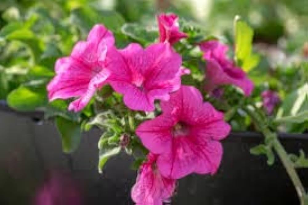Pink Fuchsia Petunia Flower seeds for Planting - Hardy Variety, Heirloom & GMO Free Seeds for Home Garden