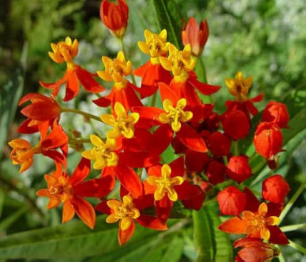 Asclepias Curassavica Flower seeds for Planting - Colorful Display, Heirloom & GMO Free Seeds for Home Garden