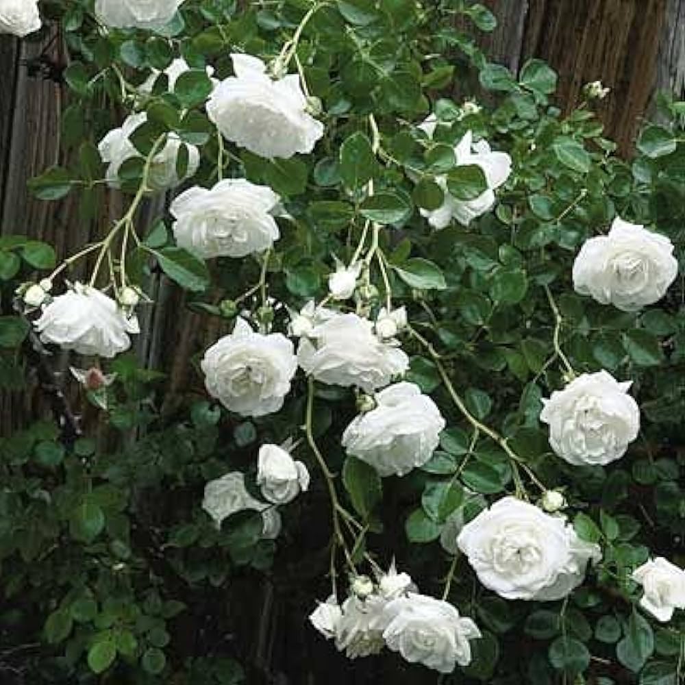 White Roses Seeds Rosa for Planting in Flower Bed & Garden