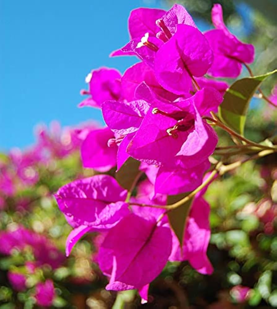 Bougainvillea Flower Seeds for Planting  Dark Violet, Stunning Garden Climber