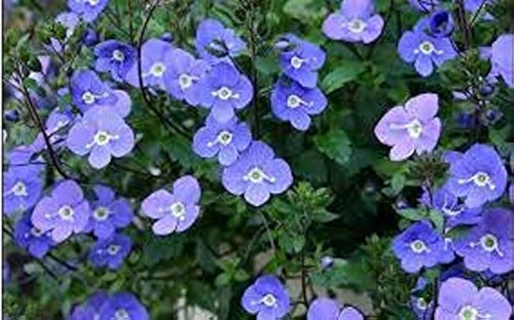 Veronica Repens Creeping Speedwell Seeds for Planting Ground Cover Lawn Heirloom Non-GMO Seeds