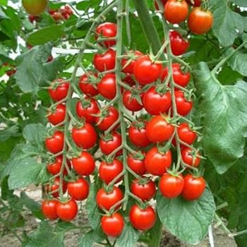 Red Bonsai Tomato Planting Seeds for Home Gardens