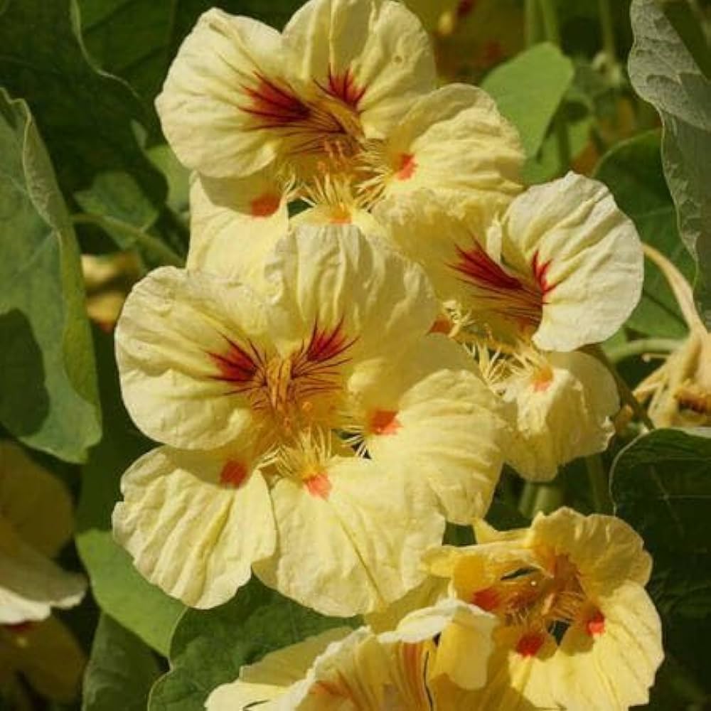 Light Yellow Nasturtium Flower seeds for Planting - Seasonal Bloomer, Heirloom & GMO Free Seeds for Home Garden
