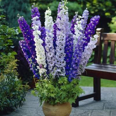 Larkspur Flower seeds for Planting - Garden Favorite, Heirloom & GMO Free Seeds for Home Garden