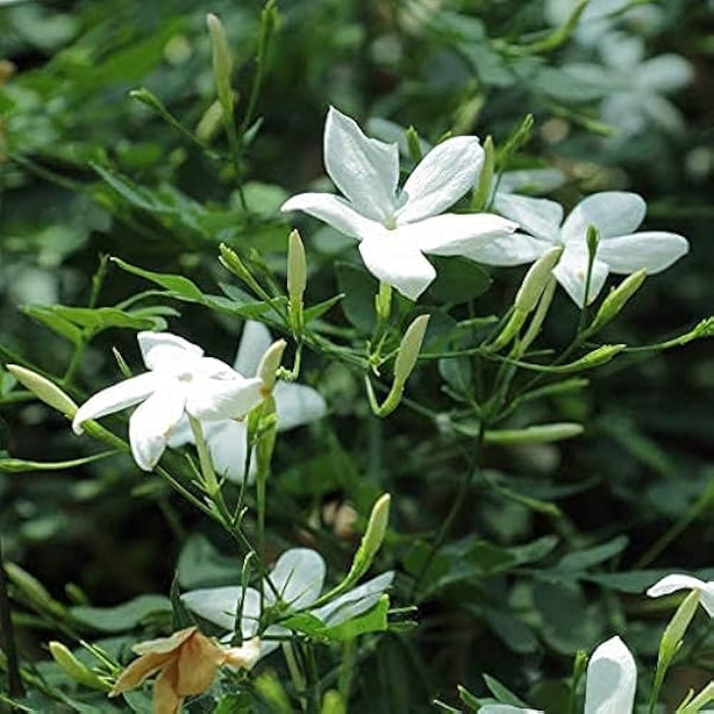 Star Jasmine Jasminum spp. Flower Seeds for Planting