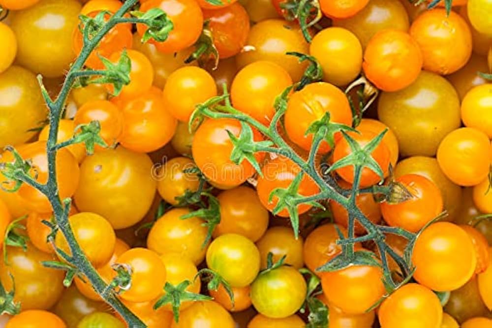 Yellow Cherry Tomato Seeds for Spring Planting