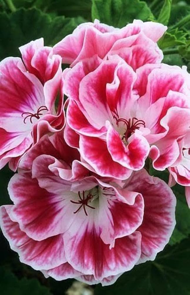 White Pink Geranium Flower Seeds for Planting  Seed for Beautiful Blooms