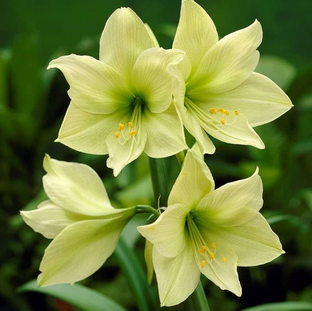 Green Hippeastrum Rutilum Flower seeds for Planting - Easy to Grow, Heirloom & GMO Free Seeds for Home Garden