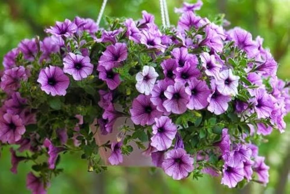 Pink Violet Hanging Petunia Flower Seeds for Planting Heirloom NONGMO Seeds Beautiful Garden Blooms 
 
 Sale