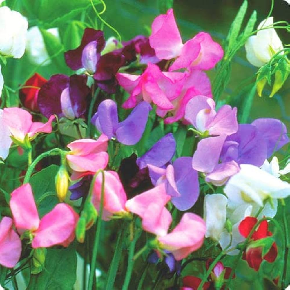Sweet Pea Seeds for Planting Lathyrus Odoratus flower bed cottage garden