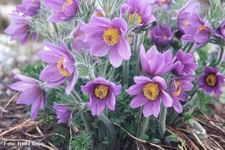 Pasque Flower Pulsatilla Seeds – Heiler Stain Vulgaris Perennial Blooms