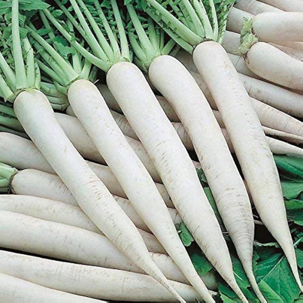 Radish Vegetable Seeds Waterline