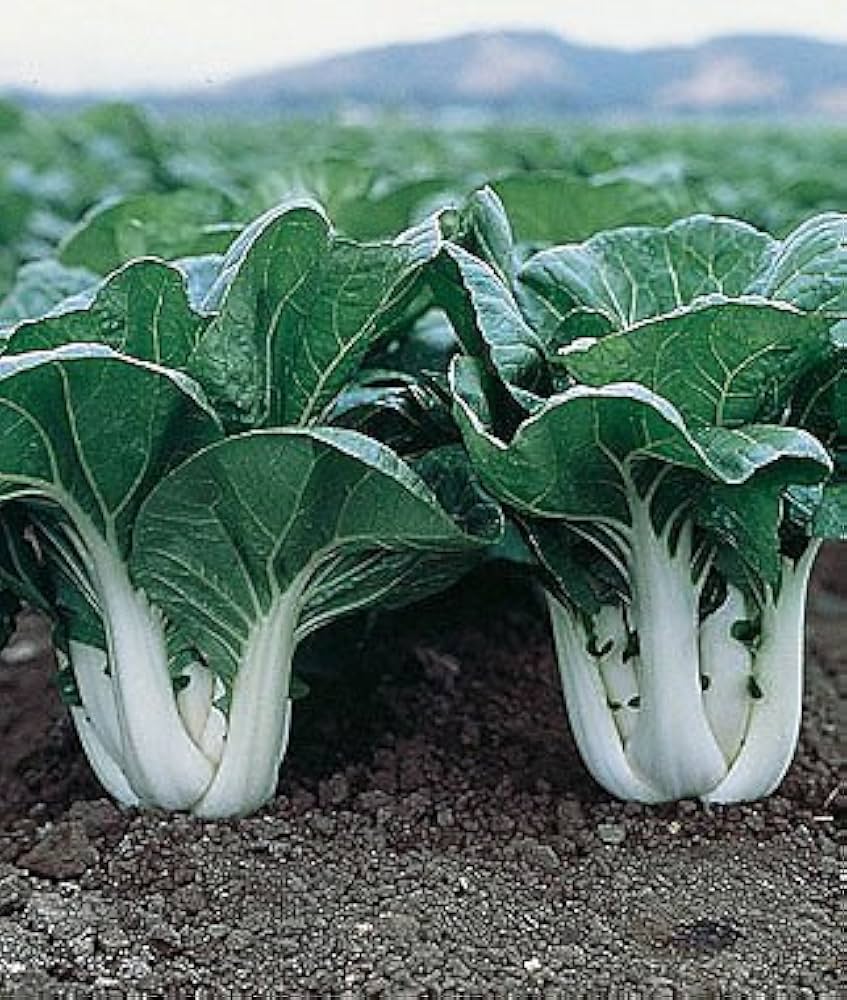 Dwarf Pak Choi Vegetable Seeds - Perfect for Planting