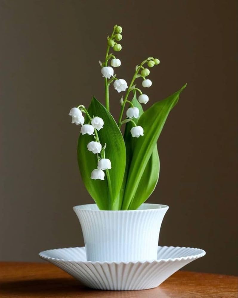 Lily of the Valley Convallaria Majalis Seeds for planting in shade garden
