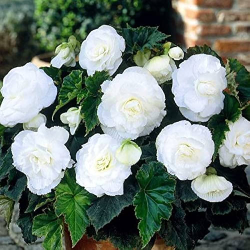 Tuberous Begonia Flower seeds for Planting - Sun Loving, Heirloom & GMO Free Seeds for Home Garden