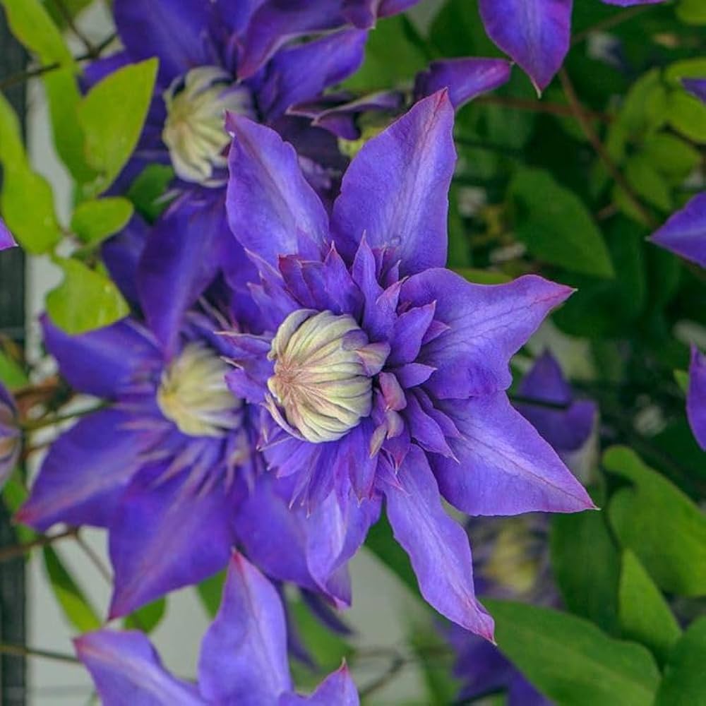 Blue Clematis Flower Seeds Seasonal Bloomer Heirloom & GMO Free Seeds for Home Garden
 
 Sale