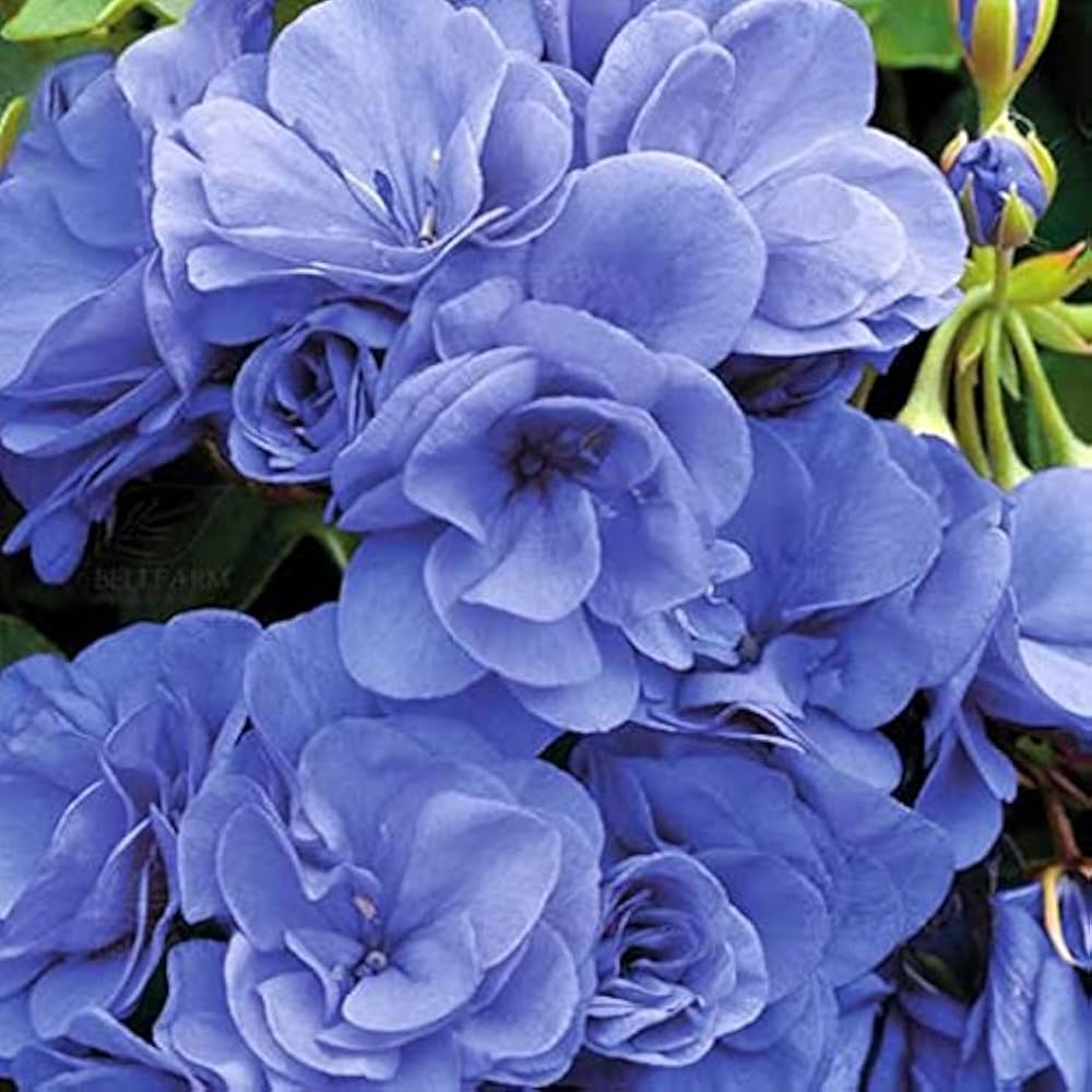 Blue Univalve Geranium Flower Seeds for Planting Premium Quality Heirloom & GMO Free Seeds for Home Garden
 
 Sale