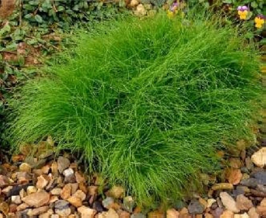 Fiber Optic Grass Isolepis cernua Plant Seeds for Planting in Garden and Container