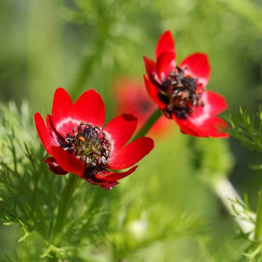 Adonis Seeds for Planting Adonis aestivalis Fasan Auge for flower beds and cottage gardens