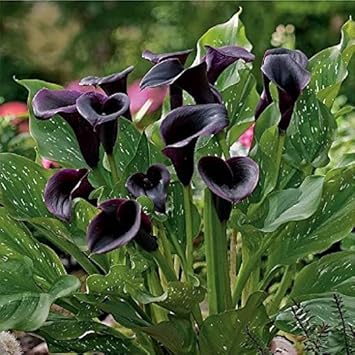 Light Green Dragon Coleus Seeds for Planting – Cottage Garden Essential Heirloom & NonGMO Seeds for Home Garden
 
 Sale for planting in home garden