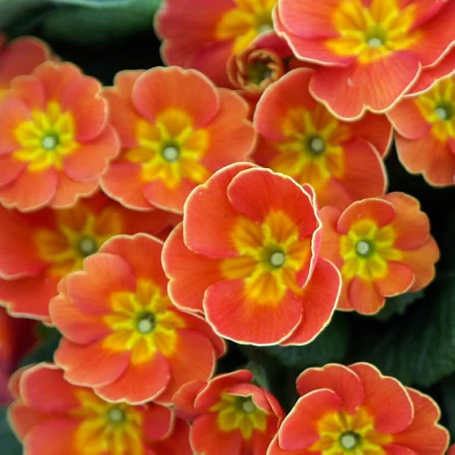 Primula Malacoides Flower seeds for Planting - Colorful Display, Heirloom & GMO Free Seeds for Home Garden
 
 Sale seeds for planting in home garden