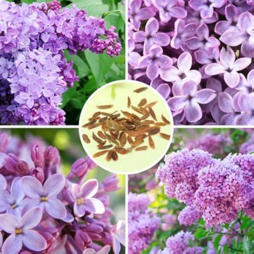 Lilac Seeds for Planting Syringa vulgaris for flower beds and ornamental gardens