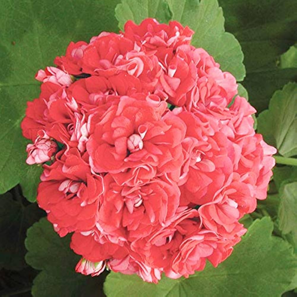 Dark Pink Geranium Apple Blossom Flower Seeds for Planting