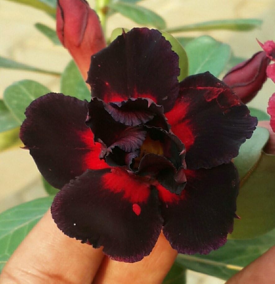 Adenium Flower seeds for Planting - Colorful Display, Heirloom & GMO Free Seeds for Home Garden