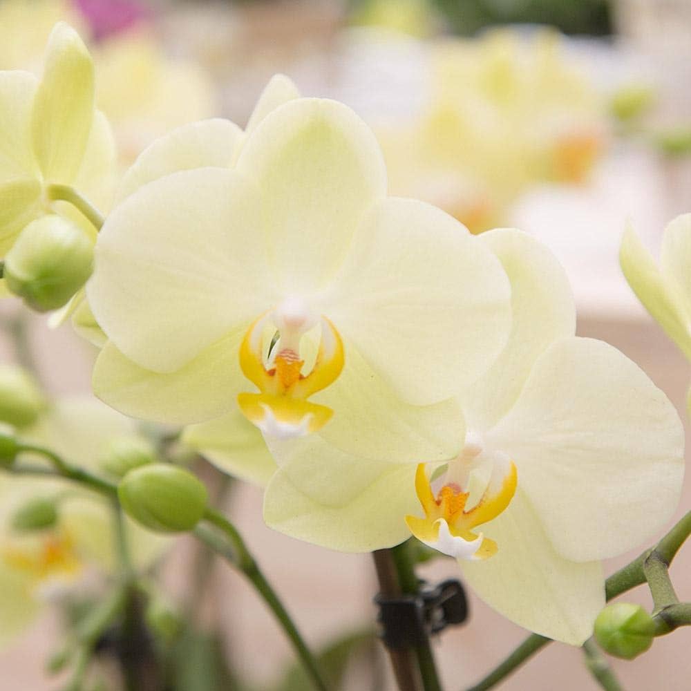 Blue Orchid Phalaenopsis Orchid Flower Seeds for Exotic Garden Beauty