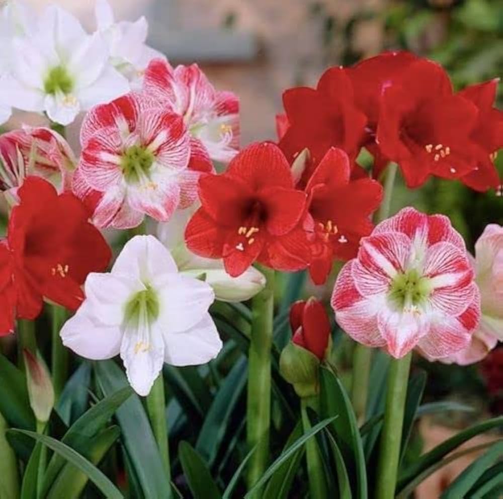 Mixed Color Amaryllis Flower Seeds for Planting Cut Flower Favorite Heirloom & GMO Free Seeds for Home Garden
 
 Sale